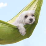 July Market Predictions – Prepare for the Dog Days of Summer