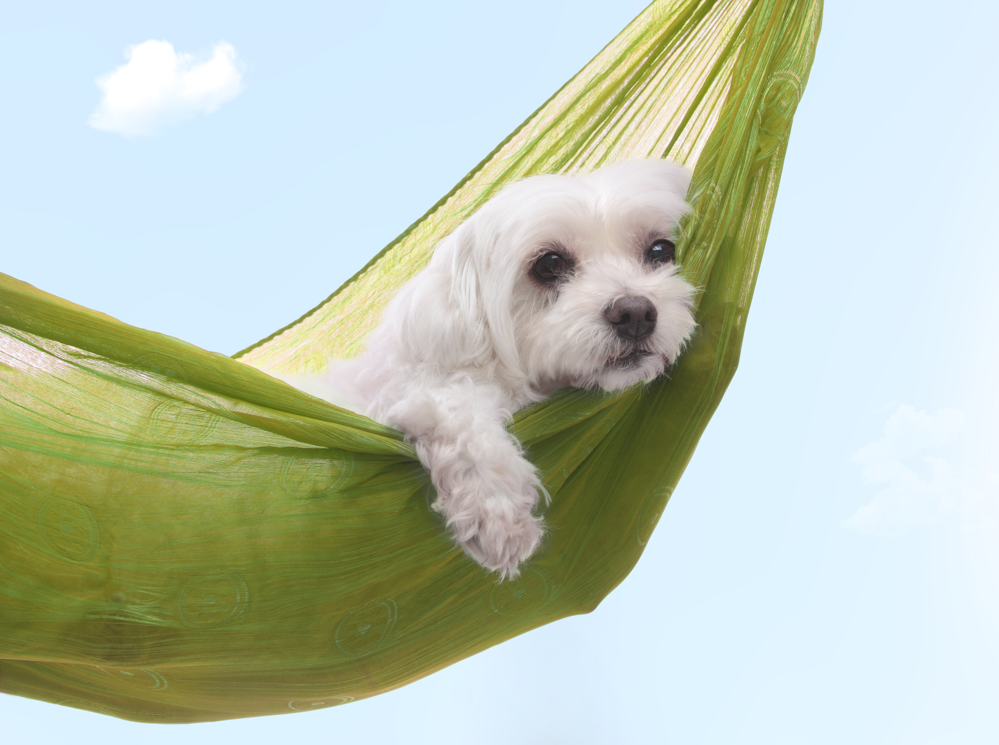 July Market Predictions - Prepare for the Dog Days of Summer